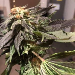 Meet your Posher, Scott